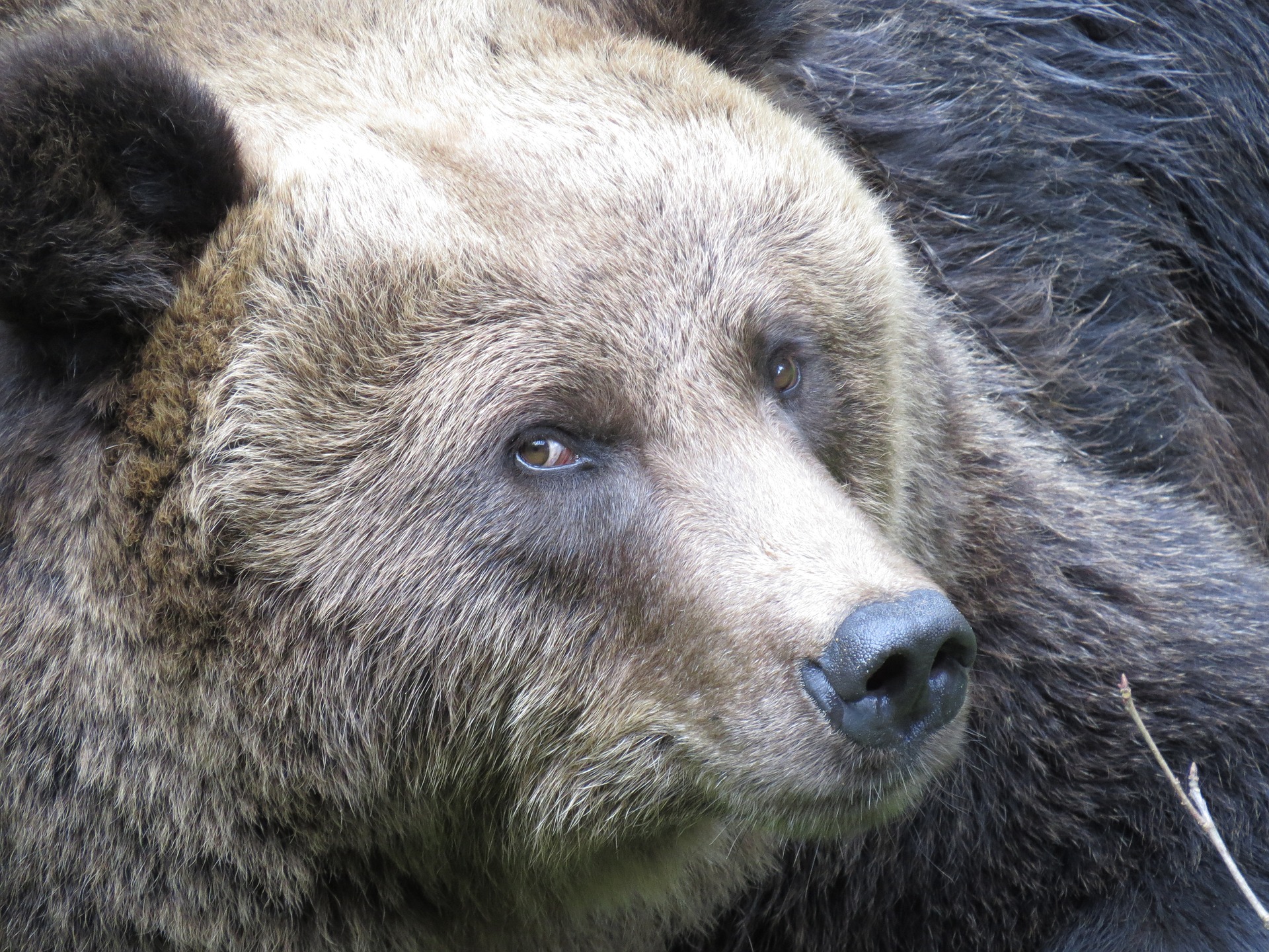 bear-3536068_1920